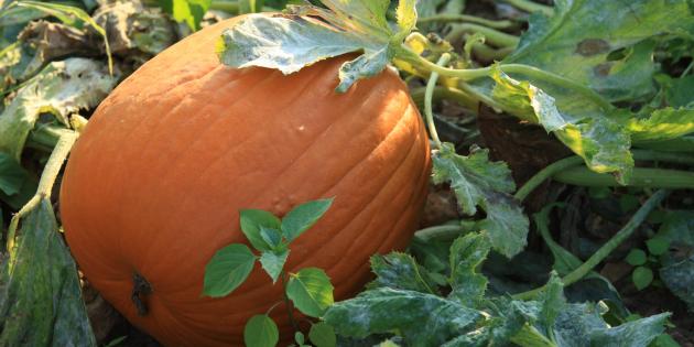 Intentional Thanksgiving – 6 Ways To Lighten The Mood