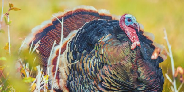 How Not To Be A Turkey On Thanksgiving Day